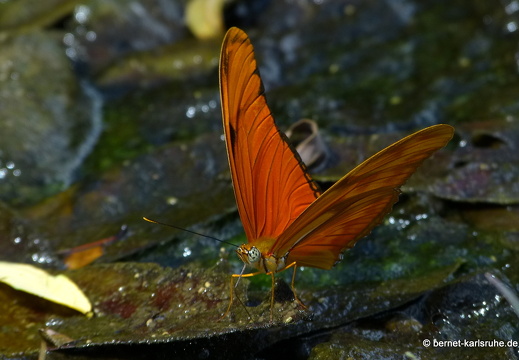 12-12-03-canascastilla-julia-schmetterling-154