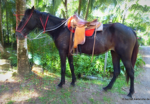 12-12-05-canascastilla-201