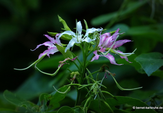 12-12-05-canascastilla-223