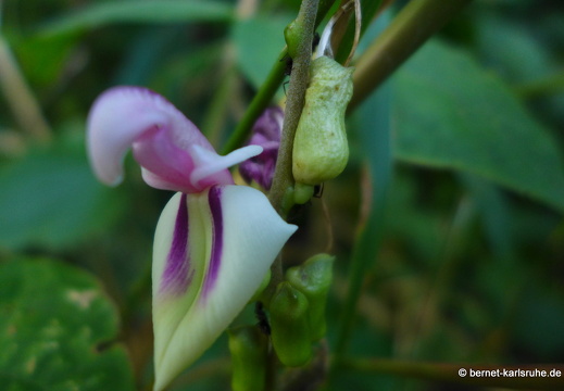 12-12-05-canascastilla-261