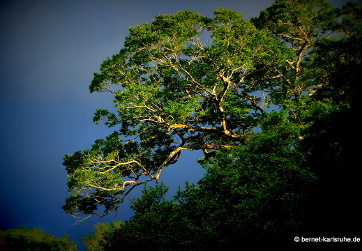 12-12-05-canascastilla-361