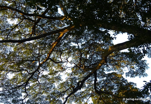 12-12-05-canascastilla-395