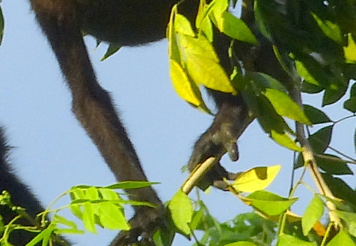 12-12-05-canascastilla-bruellaffe-275