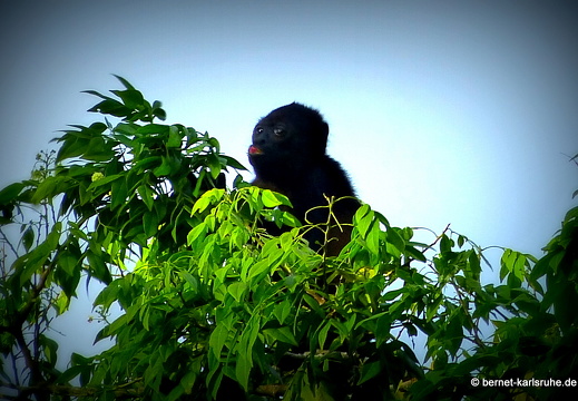 12-12-05-canascastilla-bruellaffe-295