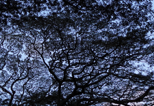 12-12-06-canascastilla-001