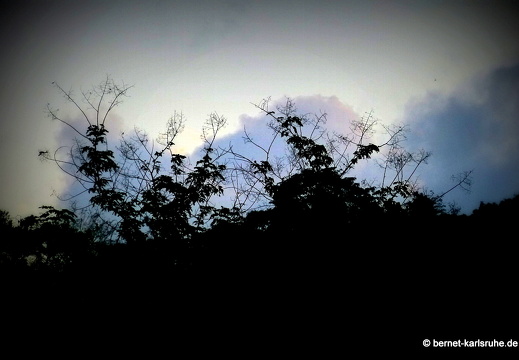 12-12-06-canascastilla-004