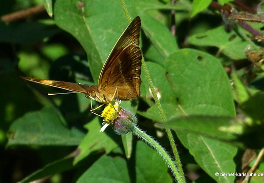 12-12-06-canascastilla-123