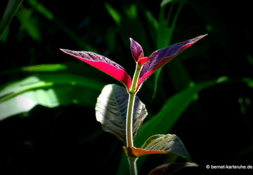 12-12-06-canascastilla-129