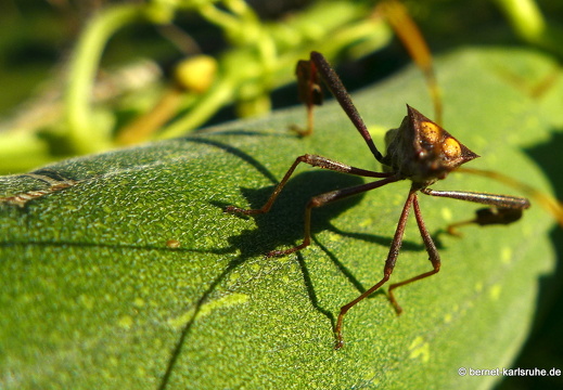 12-12-06-canascastilla-215
