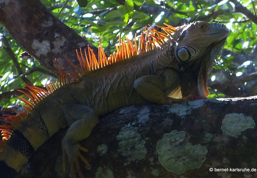 12-12-06-canascastilla-leguan-158