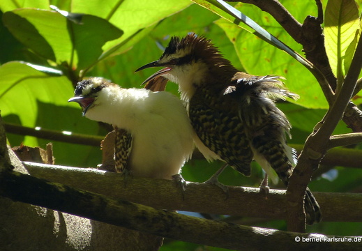 12-12-06-canascastilla-rotnacken-zaunkoenig-050