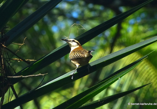 12-12-08-canascastilla-rotnacken-zaunkoenig-098