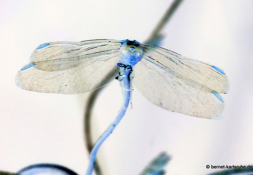 13-12-12-06-canascastilla-100