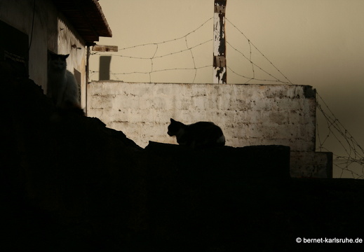 12-02-28-funchal-katze-105