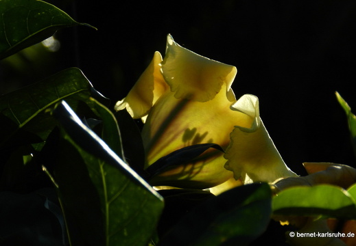 12-02-29-funchal-goldkelchwein-79