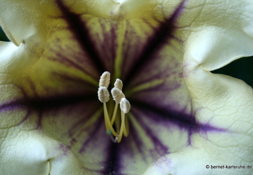 12-02-29-funchal-goldkelchwein-81