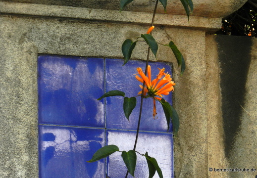 12-03-01-funchal-bluete-87