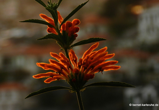 12-03-01-funchal-bluete-sonnenuntergang-435