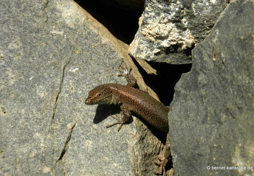 12-03-03-funchal-katarinenpark-parque santa catarina-eidechse-36