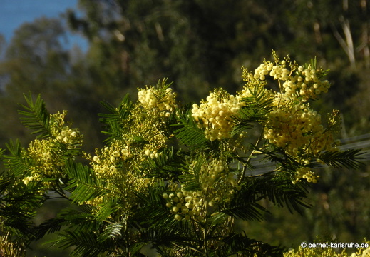 12-03-08-monte-echte-akazie-5