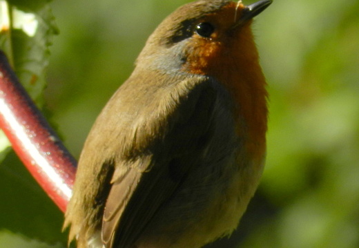 12-03-08-monte-rotkehlchen-11