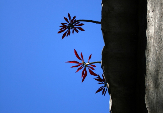 12-03-08-monte-weihnachtsstern-18