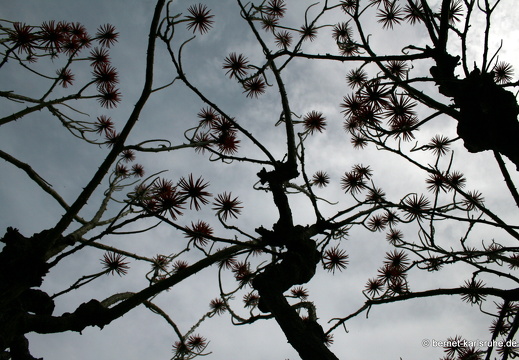 12-03-10-funchal-parque-catarina-232