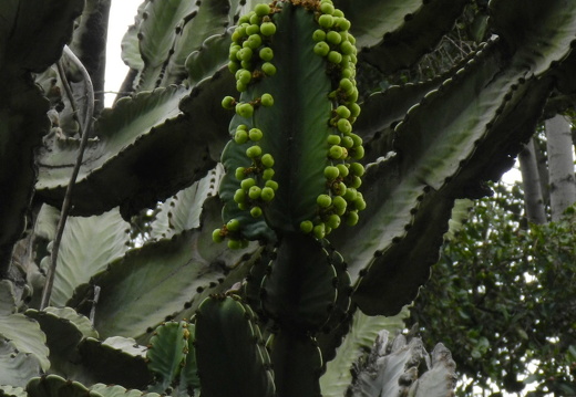 12-03-10-funchal-parque-catarina-236