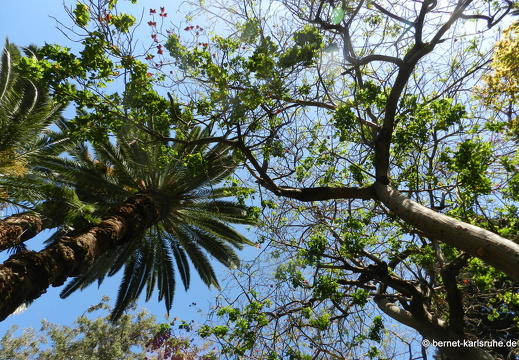 12-03-11-funchal-stadtpark-parque-municipal-124