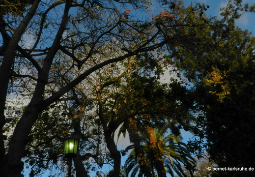 12-03-13-funchal-stadtpark-123