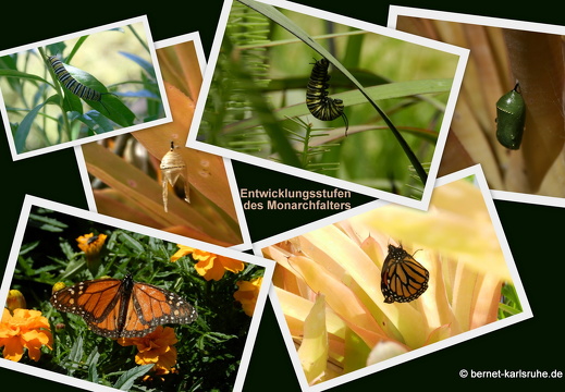 12-03-collage-monarchfalter
