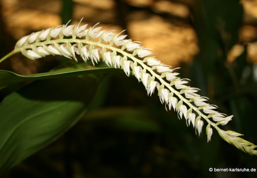 12-03-05-funchal-quinta-da-boa-vista-105