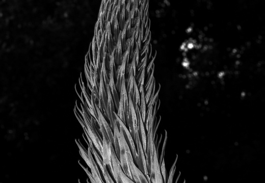 12-03-10-funchal-boa-vista-066