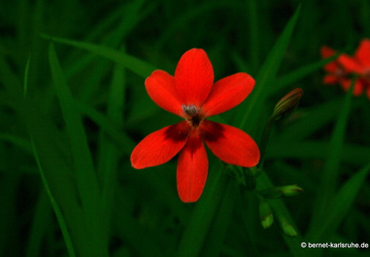12-03-10-funchal-boa-vista-103