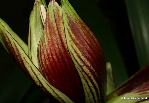 12-03-10-funchal-boa-vista-lilie-139
