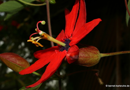 12-03-10-funchal-boa-vista-passionsblume-86