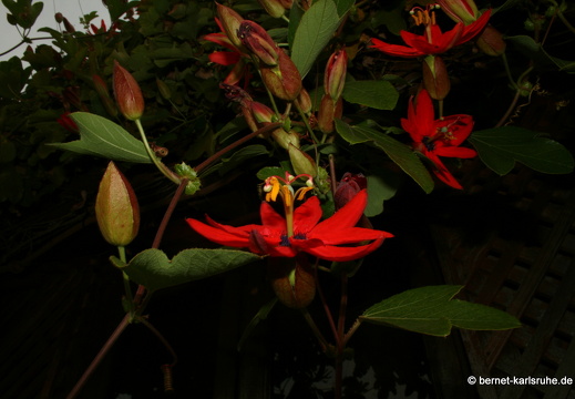 12-03-10-funchal-boa-vista-passionsblume-87