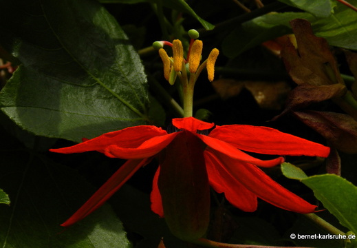 12-03-10-funchal-boa-vista-passionsblume-88