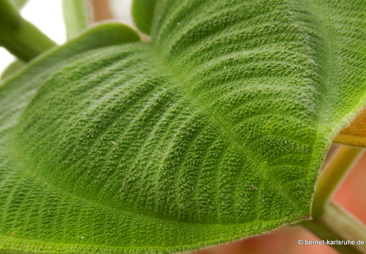 12-03-10-funchal-boa-vista-tibouchina-56