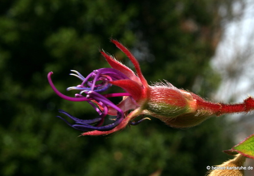 12-03-10-funchal-boa-vista-tibouchina-134