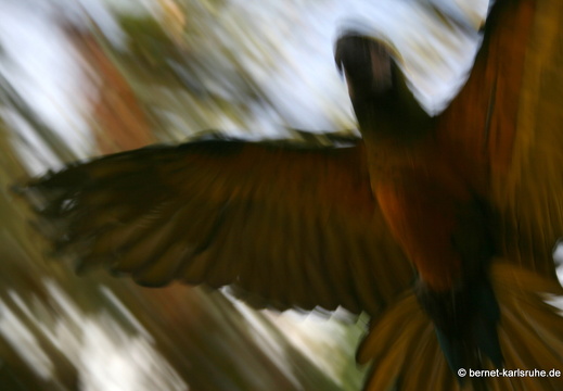 12-03-06-funchal-botanischer-garten-41