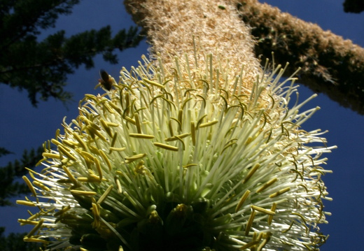 12-03-06-funchal-botanischer-garten-101