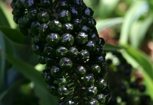 12-03-06-funchal-botanischer-garten-108