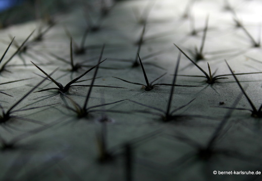 12-03-06-funchal-botanischer-garten-kaktus-opuntie-87