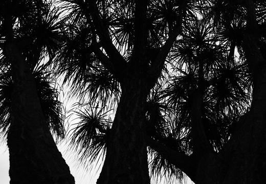 12-02-29-funchal-stadtpark-jardim-municipal-255