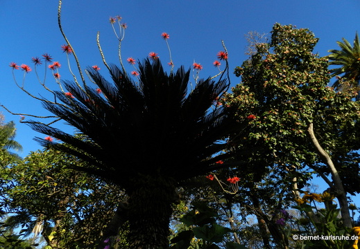 12-03-03-funchal-stadtpark-jardim-municipal-11