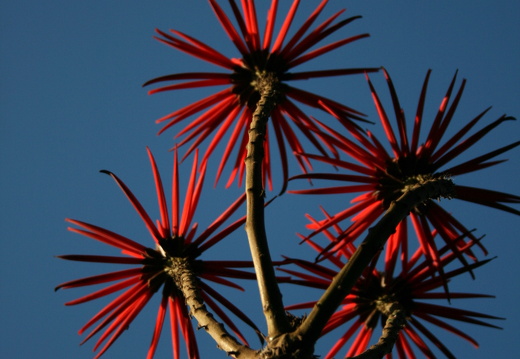 12-03-03-funchal-stadtpark-jardim-municipal-12
