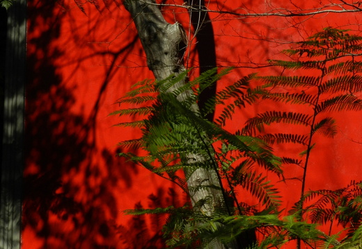 12-03-08-jardim-tropical-42