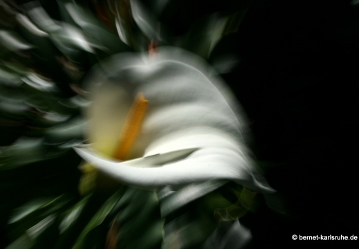 12-03-08-jardim-tropical-weiße-calla-21