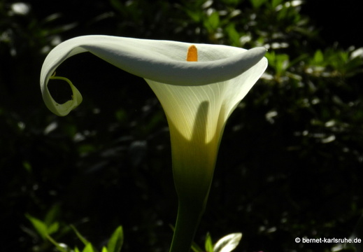 12-03-08-jardim-tropical-weiße-calla-23
